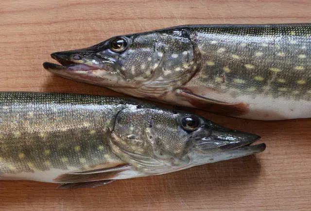 Kaksi tuoretta haukea vierekkäin puisella leikkuulaudalla, lähikuva päistä