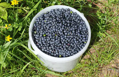 Ämpärillinen vastapoimittuja metsämustikoita nurmikolla