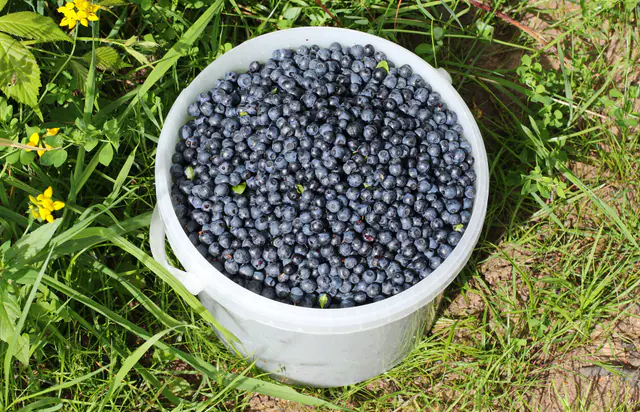 Ämpärillinen vastapoimittuja metsämustikoita nurmikolla