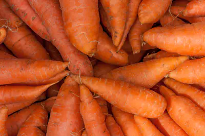 Kasa tuoreita oransseja porkkanoita lähikuvassa