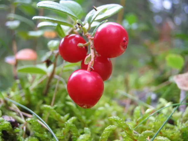 Kypsiä punaisia puolukoita varvussa sammaleen yllä metsässä
