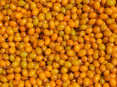 Vastapoimittuja oransseja tyrnimarjoja tiiviisti vierekkäin