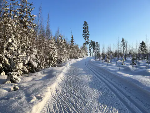Hiihtolatu kaartaa lumen peittämien nuorten puiden ja mäntyjen välistä aurinkoisena talvipäivänä